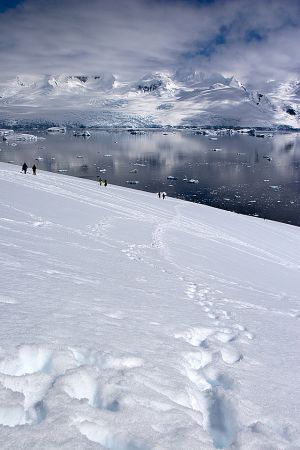 Neko Harbour, Antarctica 070.jpg